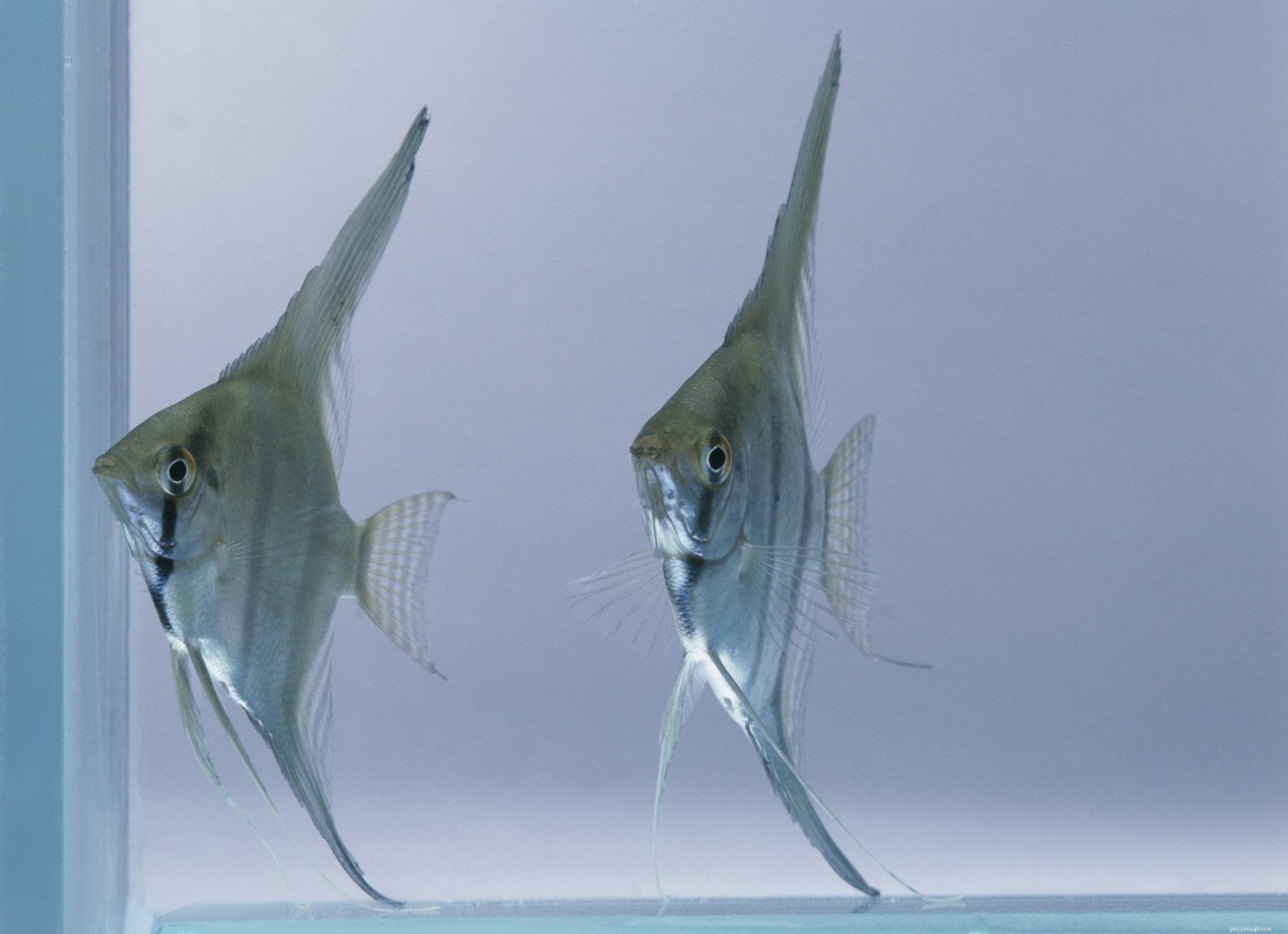 10 beste maanvissen voor zoetwateraquaria