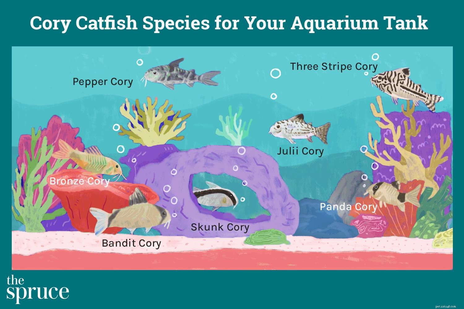 7 druhů sumců Cory pro vaši akváriovou nádrž