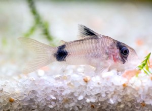 7 espèces de poisson-chat Cory pour votre aquarium