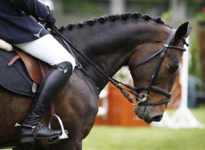 Chaînes gourmettes et sangles pour votre cheval