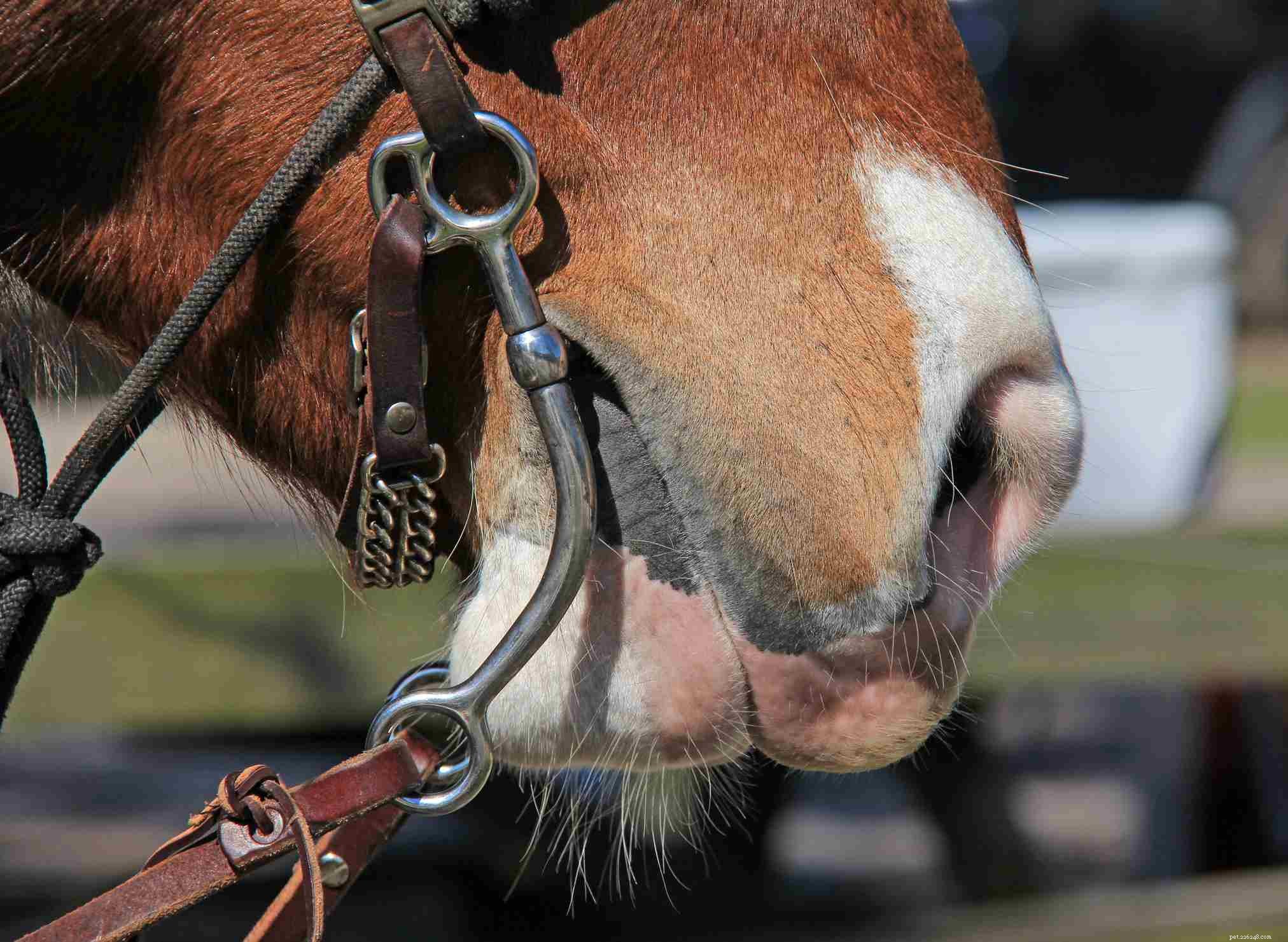 Kettingkettingen en riemen voor je paard