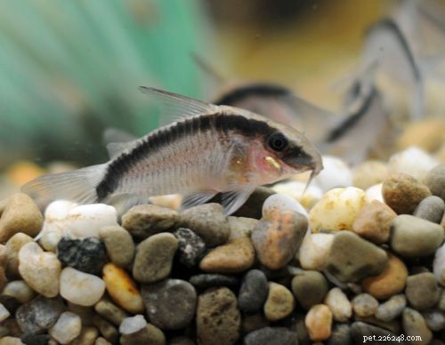 7 espèces de poisson-chat Cory pour votre aquarium