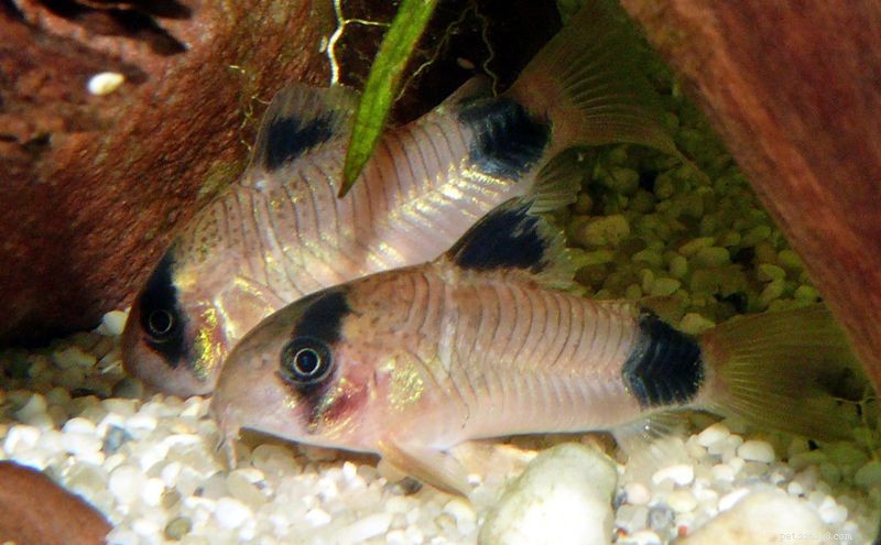 7 Cory Catfish-arter för din akvarietank