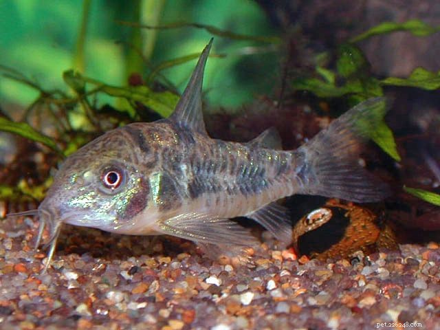 7 espèces de poisson-chat Cory pour votre aquarium