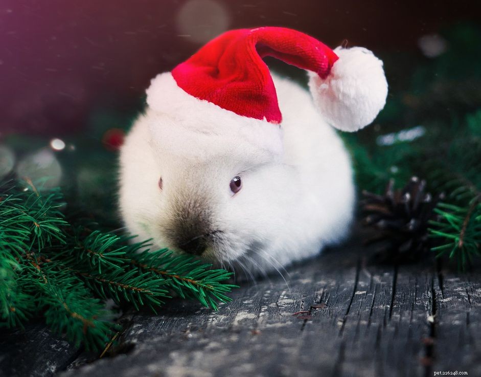 Minha história de adoção:um coelho para as festas de fim de ano