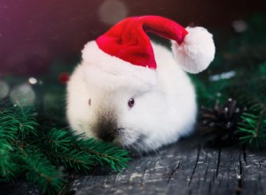 Моя история усыновления:кролик на праздники