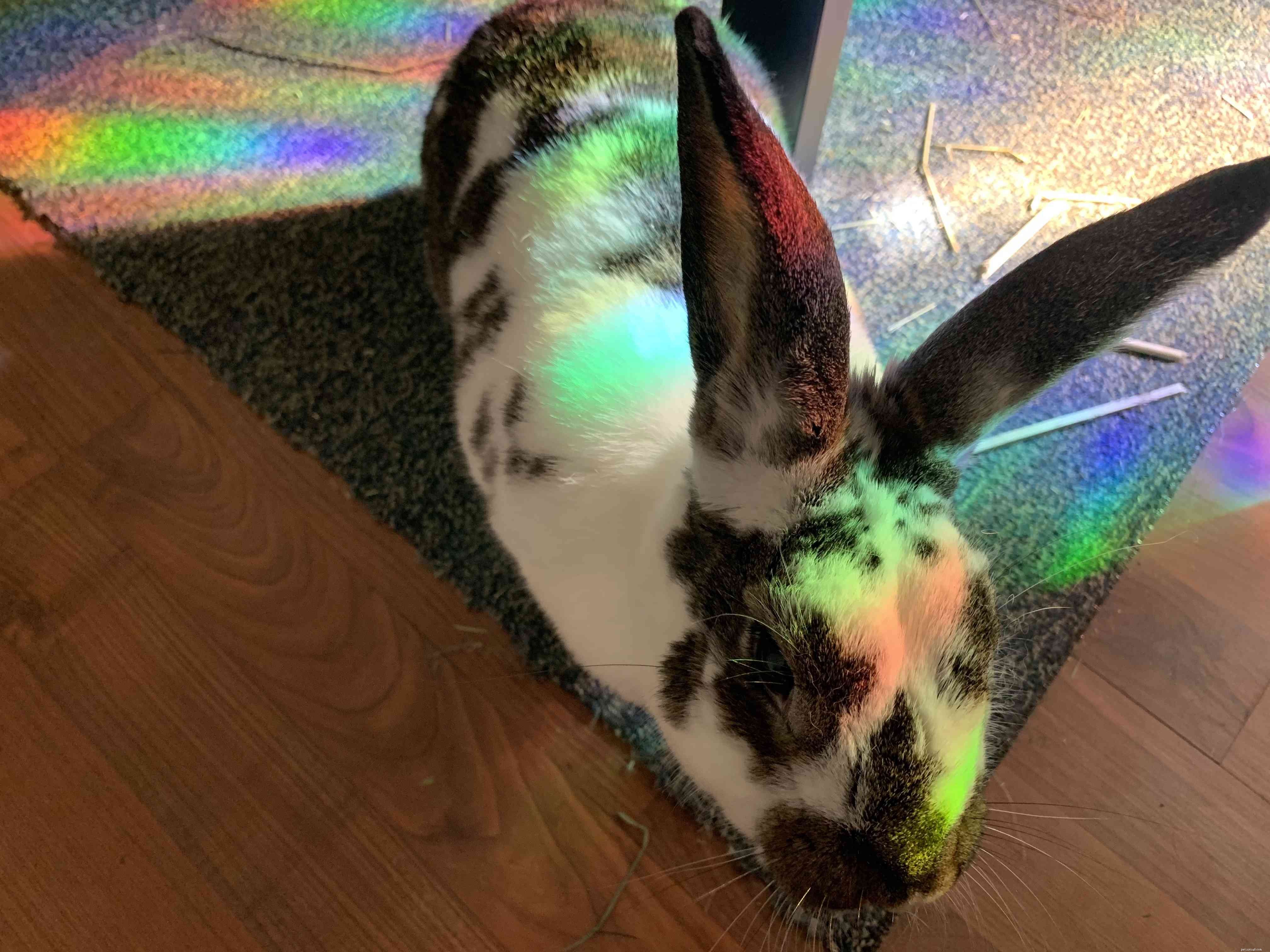 Mijn adoptieverhaal:een konijn voor de feestdagen