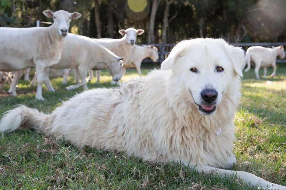 農場のための10の最高の犬種 