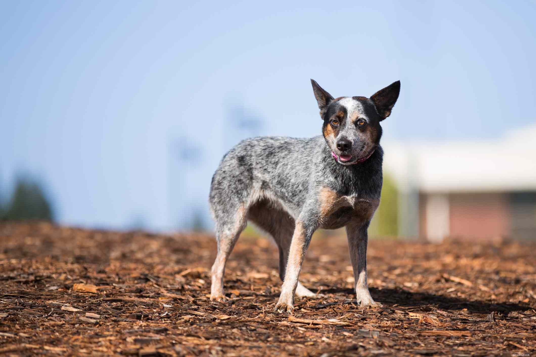 10 migliori razze di cani per allevamenti