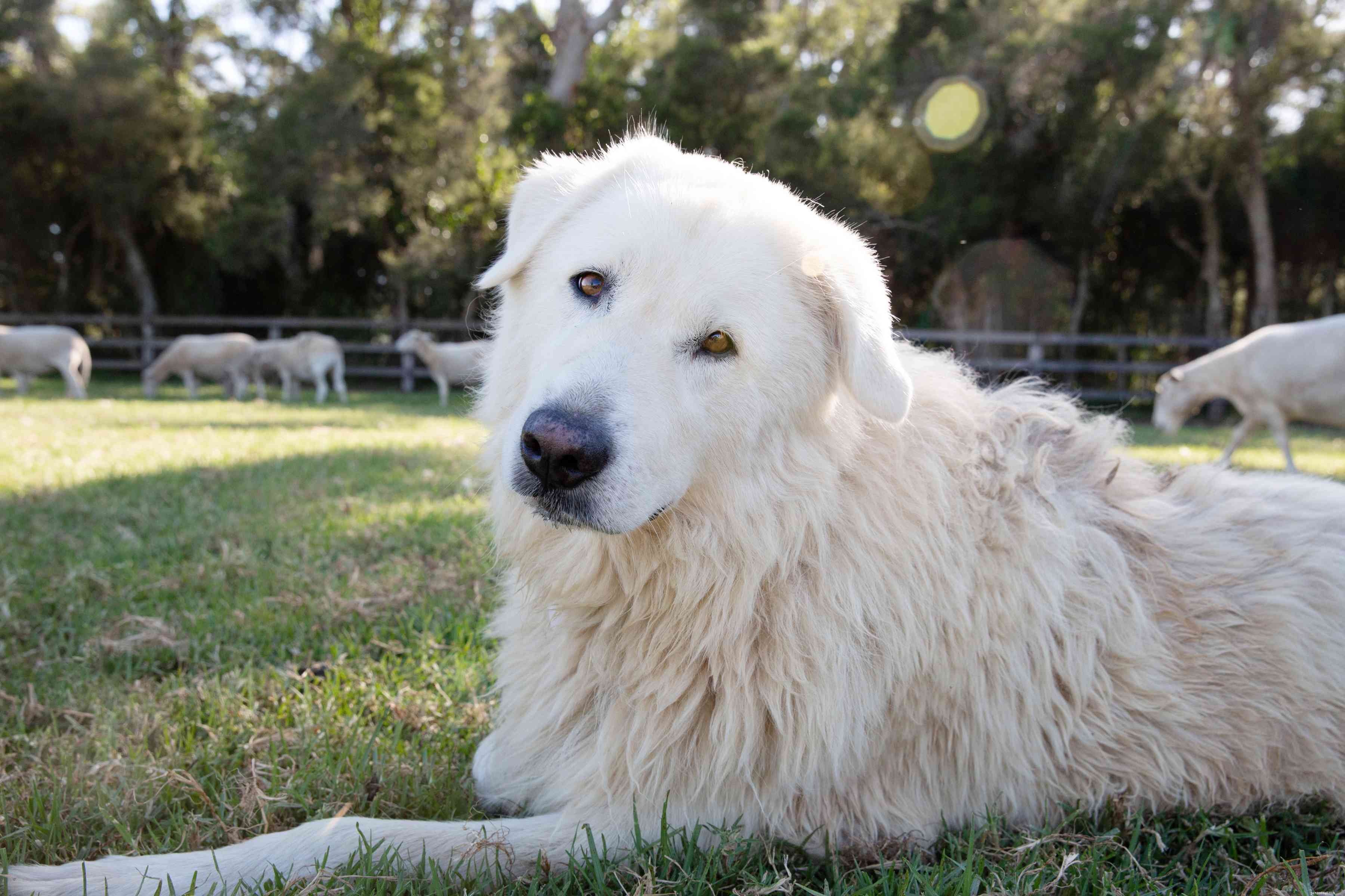 10 beste hondenrassen voor boerderijen