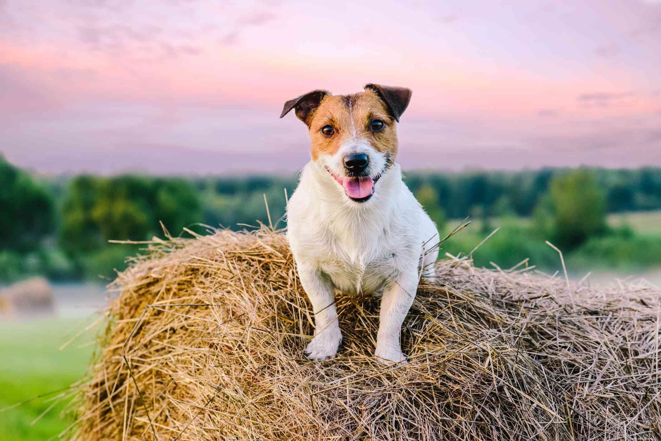 10 nejlepších plemen psů pro farmy