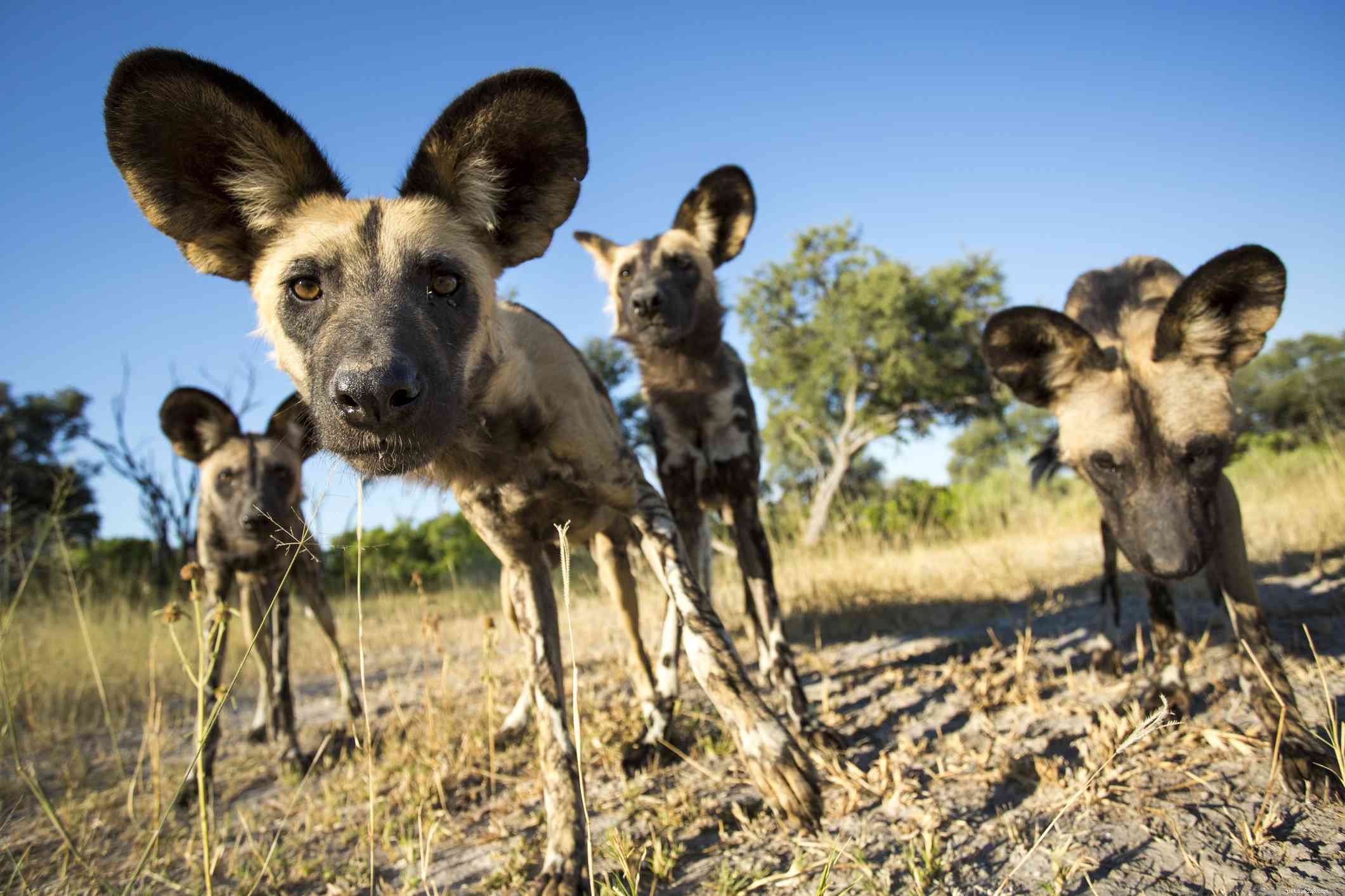 12 hundraser som har sitt ursprung i Afrika