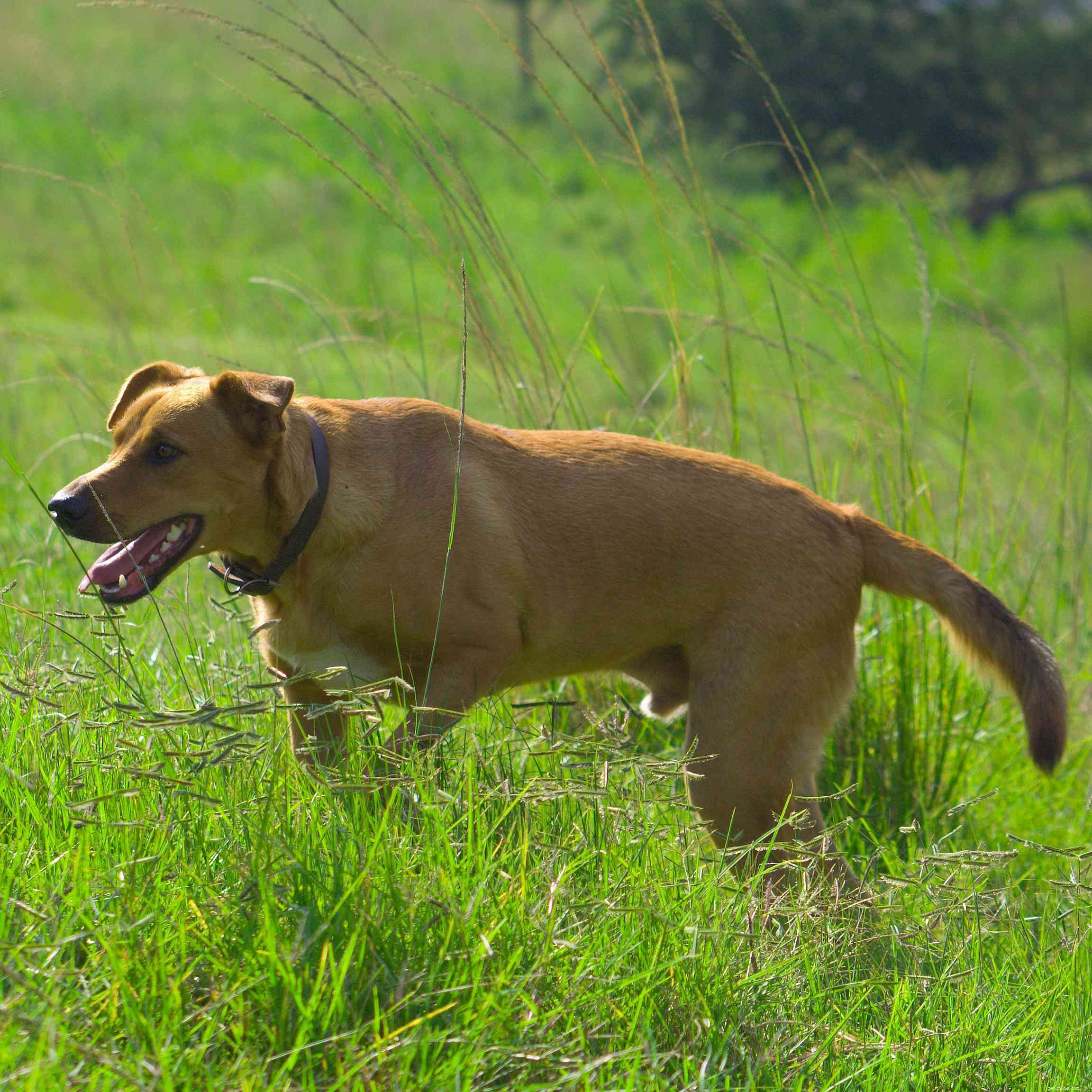 12 raças de cães originárias da África