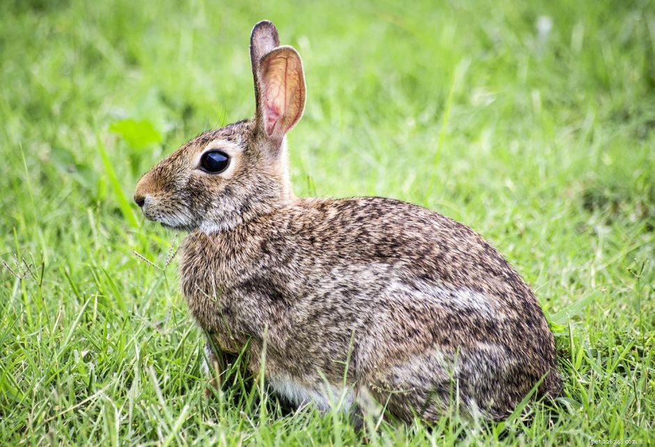 Mohou domestikovaní králíci přežít v divočině?