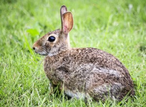 Могут ли домашние кролики выжить в дикой природе?