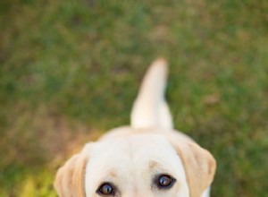 7 maneiras de os cães pegarem vermes