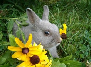 Prendre soin des lapins pendant les vacances