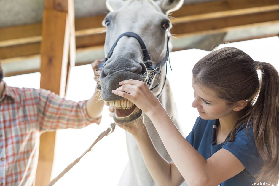 Hoe herken je de leeftijd van een paard aan zijn tanden