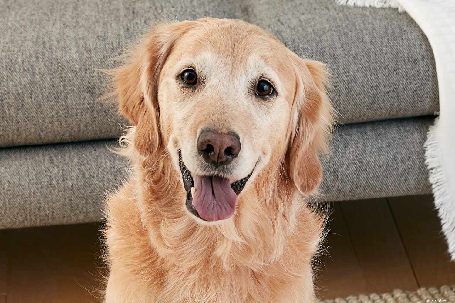 Golden Retriever:kenmerken en verzorging van hondenrassen