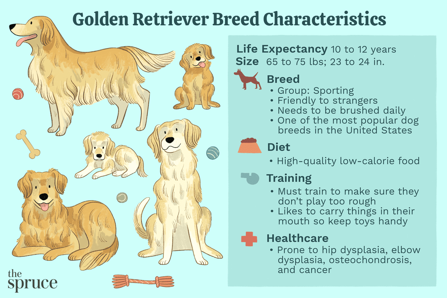 Golden Retriever :caractéristiques et soins de la race de chien