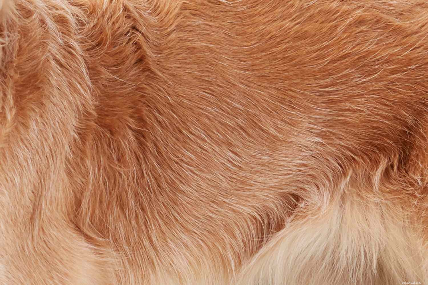 Golden Retriever:kenmerken en verzorging van hondenrassen