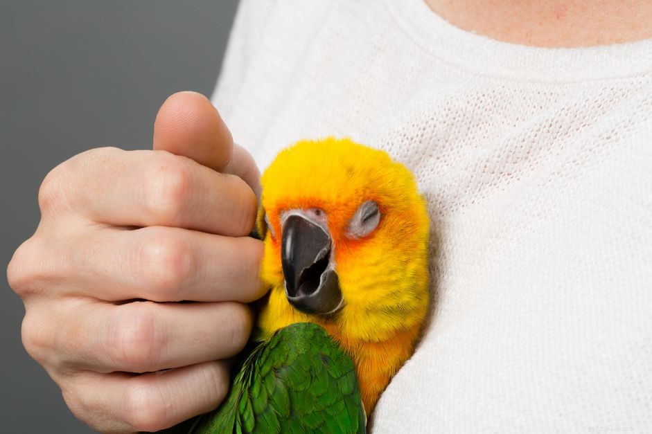Come addestrare il tuo uccello a consentire le carezze