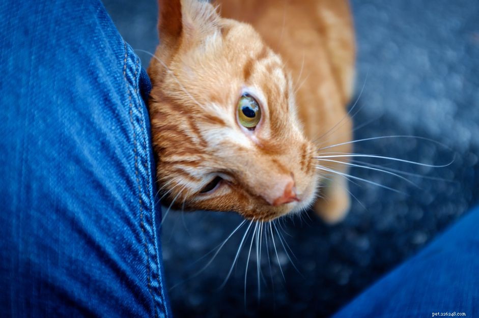 3 redenen waarom katten tegen je benen wrijven