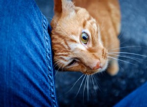 3 причины, по которым кошки трутся о ваши ноги