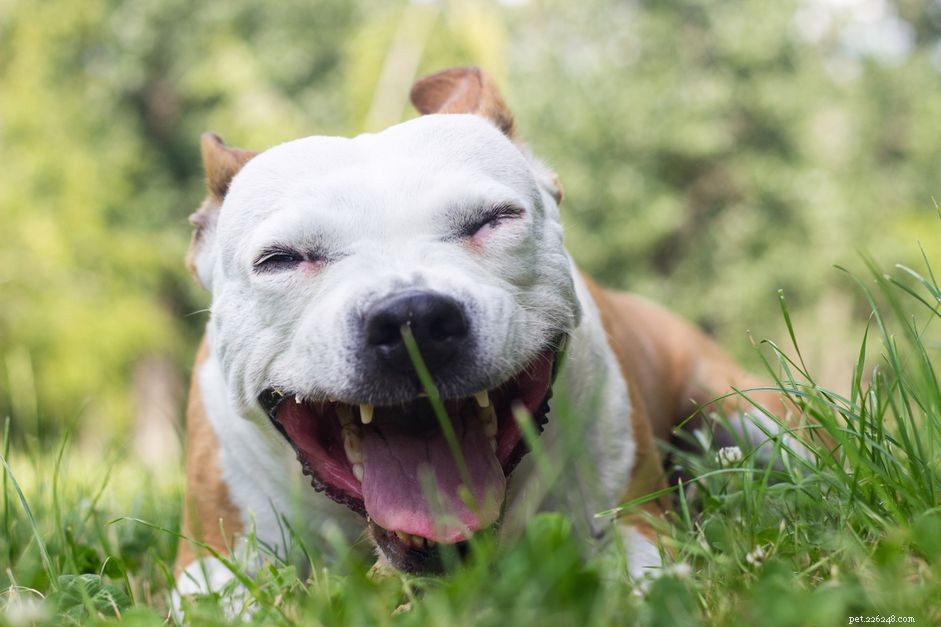 O que fazer se seu cachorro estiver tossindo e engasgando