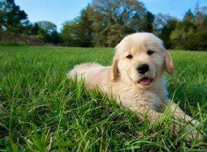 O que significa se você encontrar vermes no cocô do seu cachorro