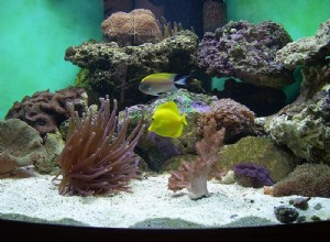 Jak léčit živou skálu v novém mořském akváriu