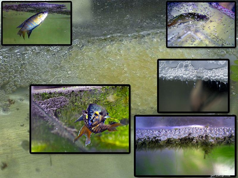 Pesce paradiso - Macropodus opercularis