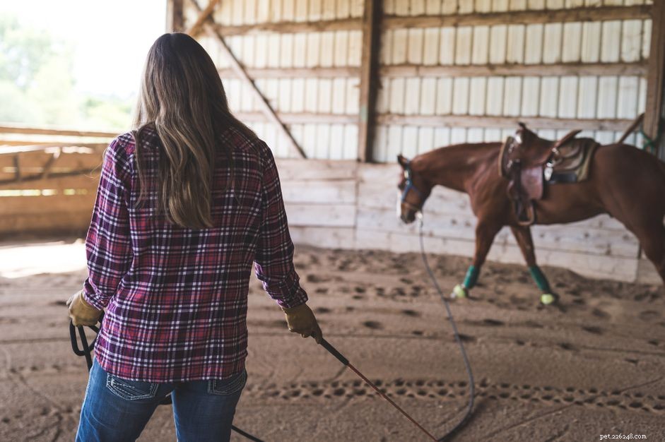 7 coisas que você nunca deve fazer com um cavalo