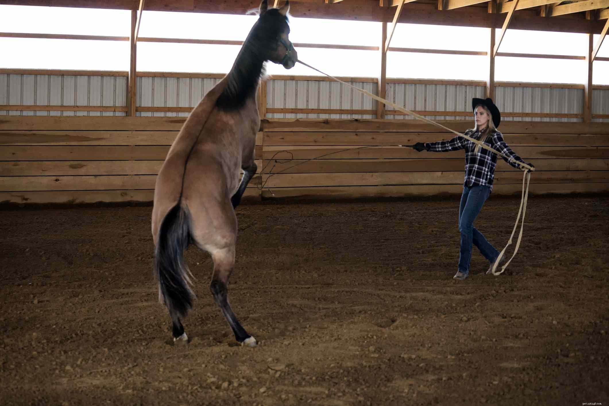 7 choses que vous ne devriez jamais faire à un cheval