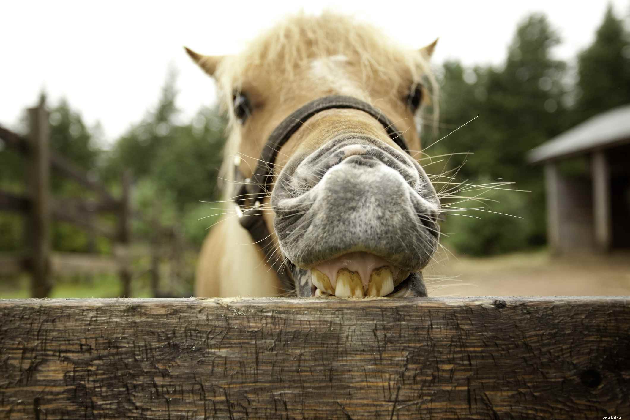 7 choses que vous ne devriez jamais faire à un cheval