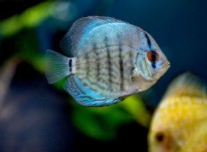 Les cichlidés, une grande famille de vie aquatique diversifiée à travers le monde