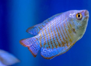 Cuidados e criação de peixes gourami