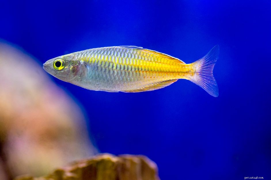 8 färgglada arter av regnbågsfisk