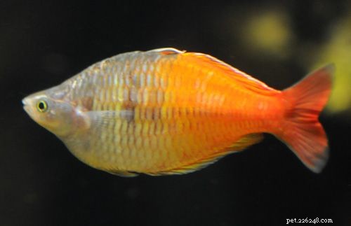 8 espèces colorées de poisson arc-en-ciel