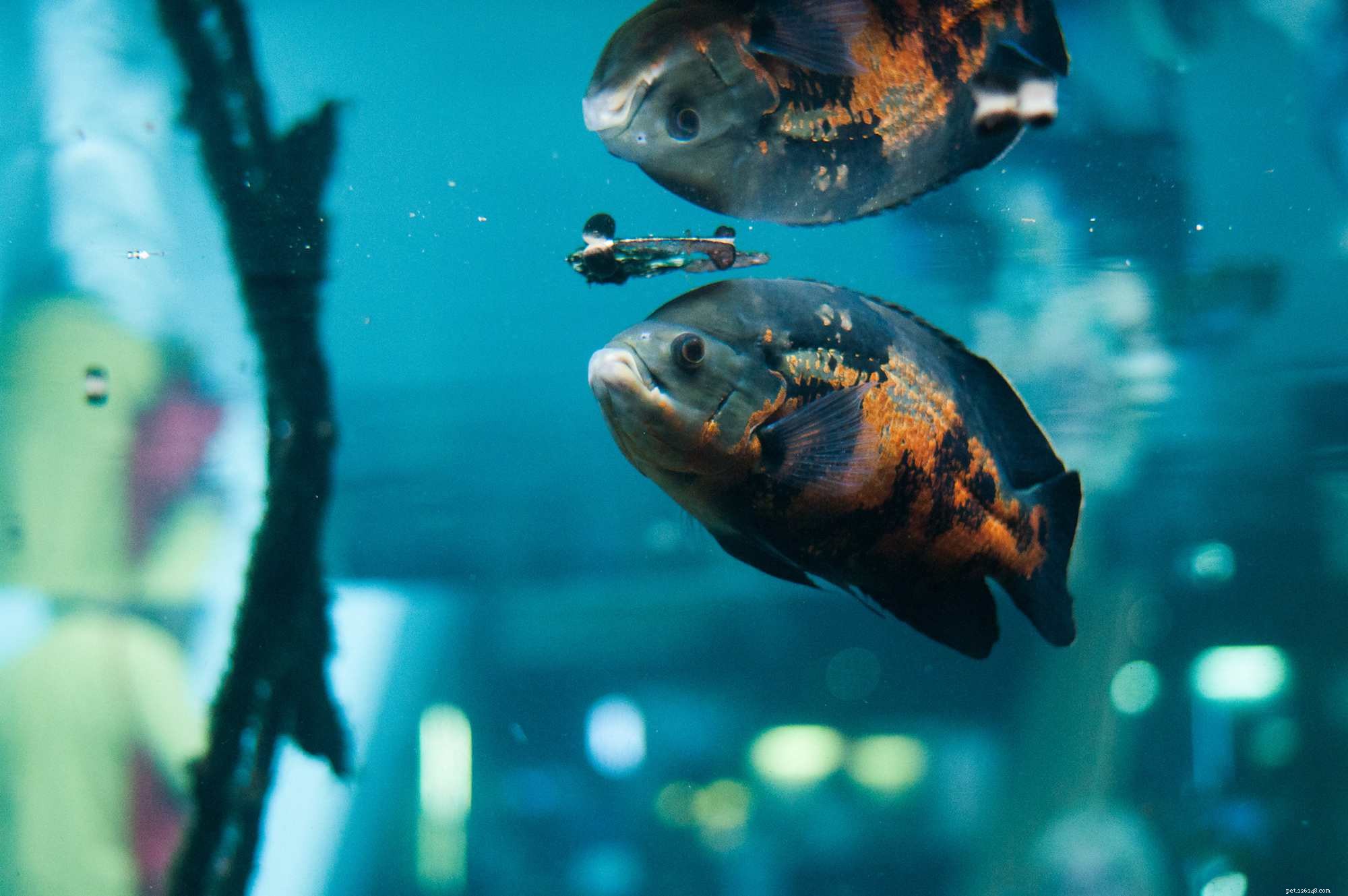Les cichlidés, une grande famille de vie aquatique diversifiée à travers le monde