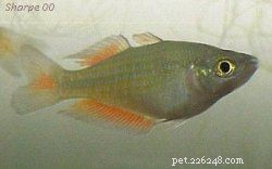 8 espécies coloridas de peixe-arco-íris