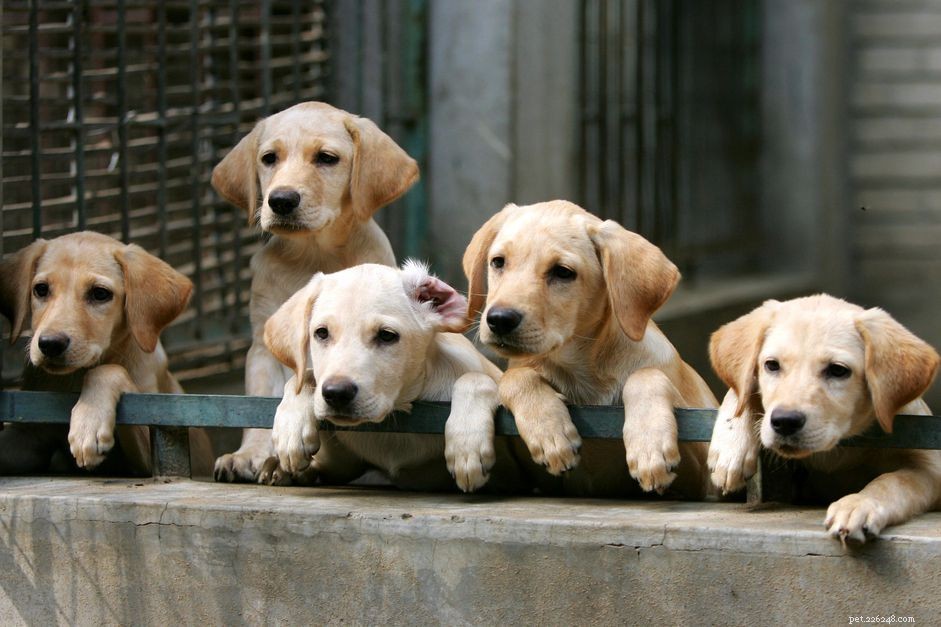 Как избежать плохих заводчиков собак и заводчиков на заднем дворе