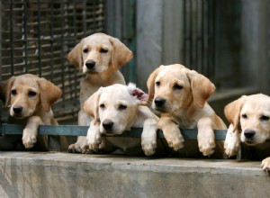 Как избежать плохих заводчиков собак и заводчиков на заднем дворе