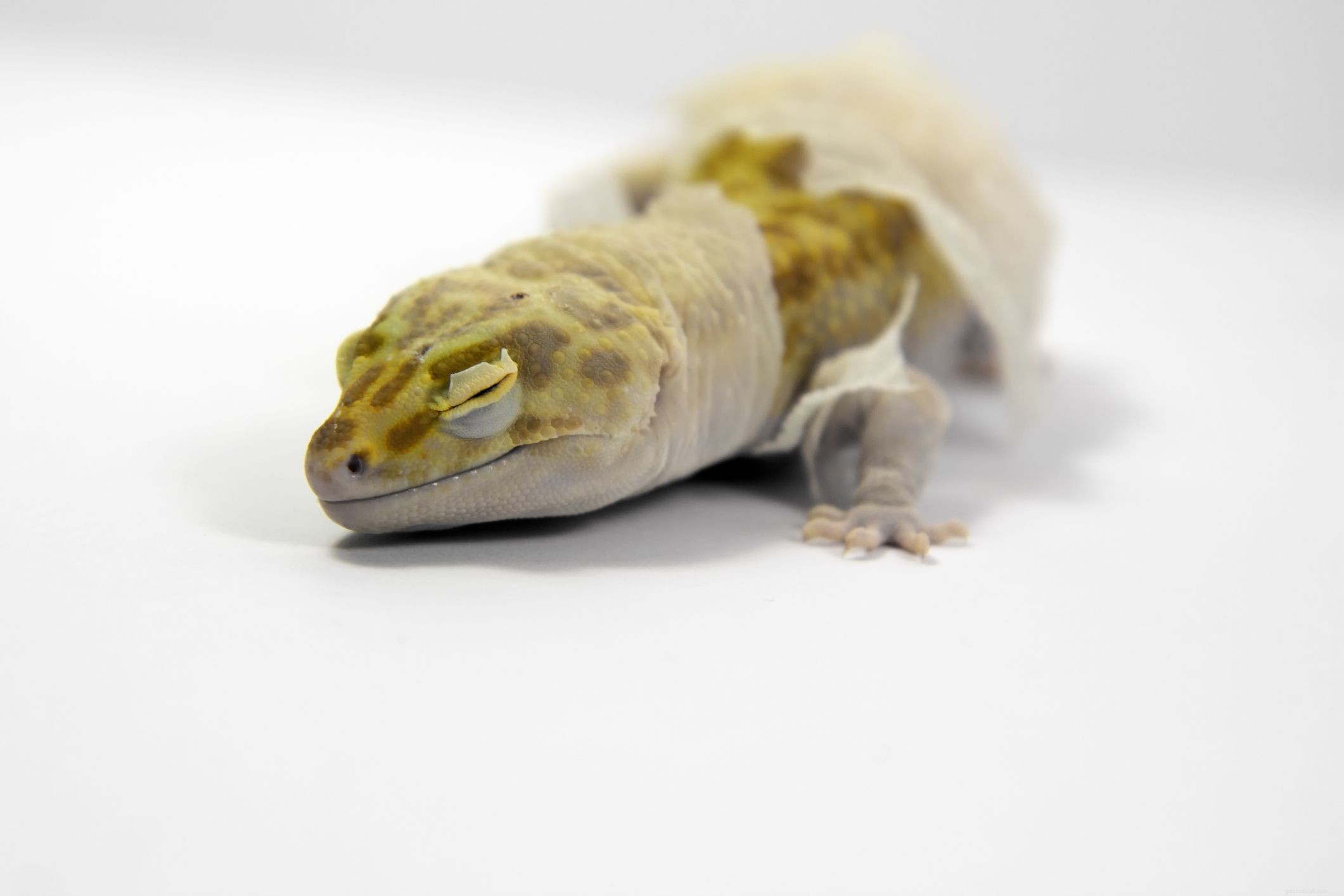 Dysecdysis chez les reptiles