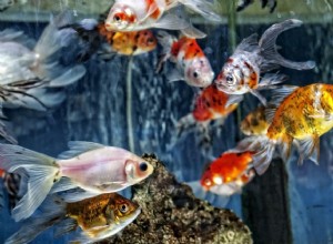 Как снизить высокую температуру воды в аквариумах