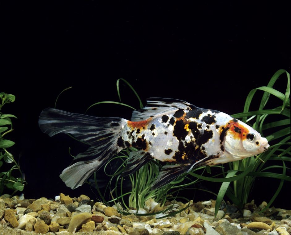 Шубункин:Профиль видов рыб
