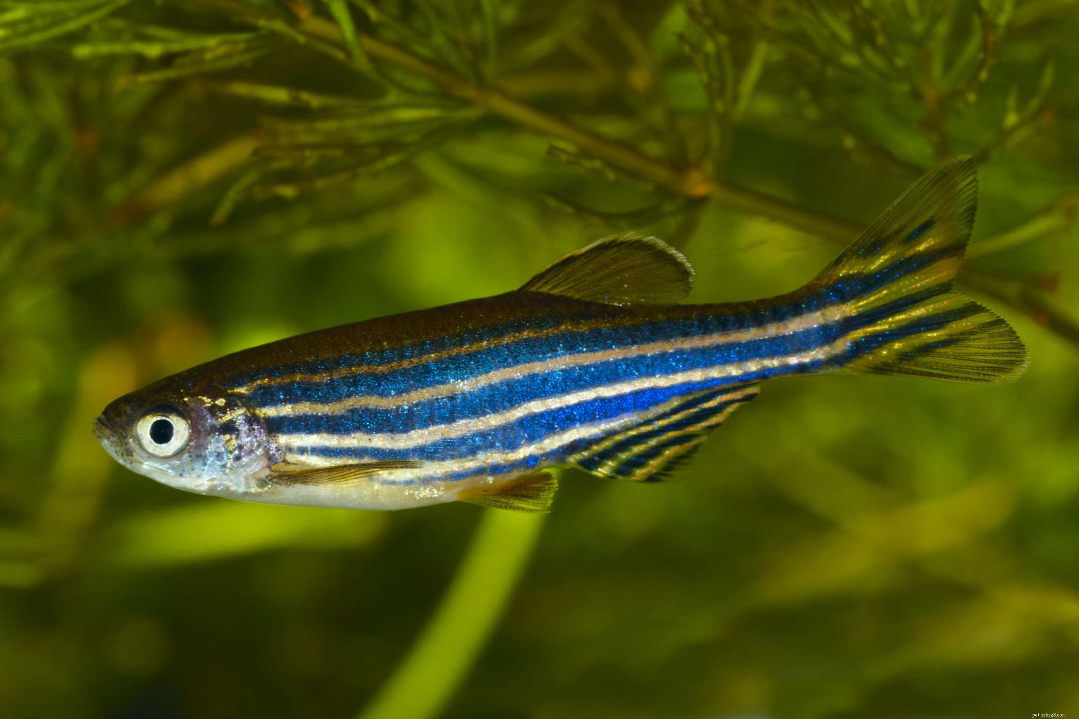 Shubunkin:profilo delle specie ittiche