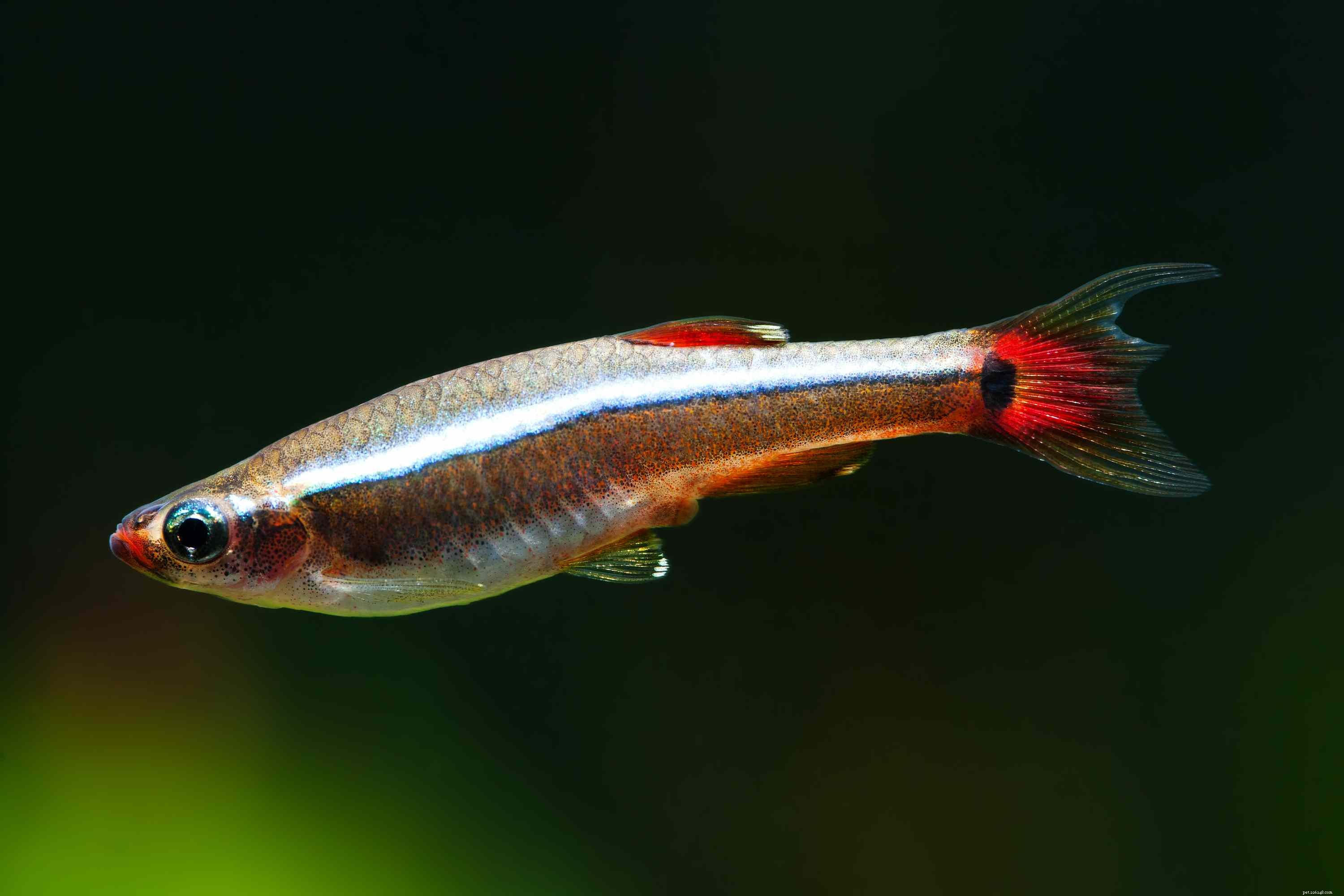 Shubunkin :Profil des espèces de poissons