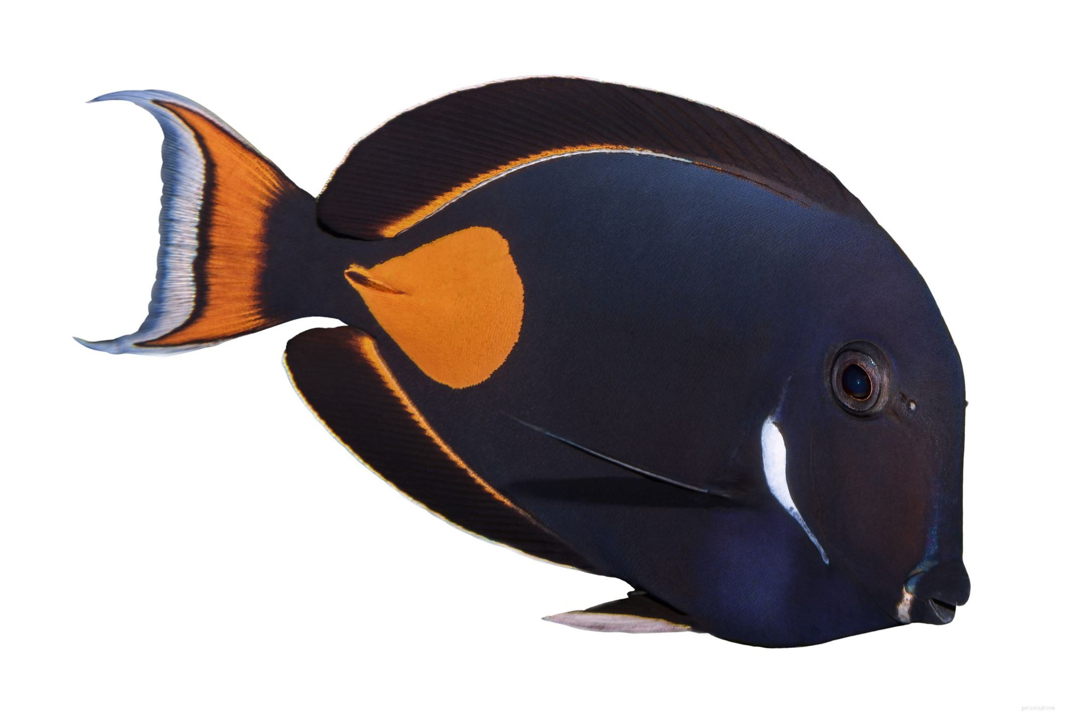 16 Tang- en Surgeonfish-soorten om te kennen
