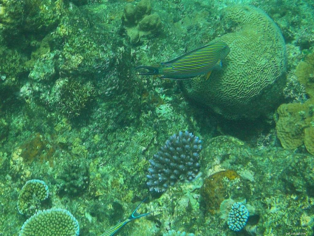 16 druhů Tang a Surgeonfish, které je třeba znát